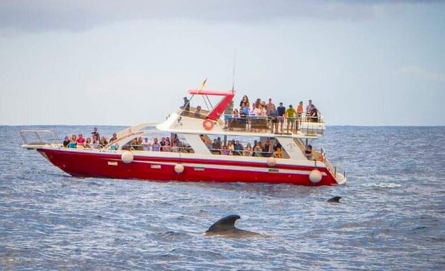 Tenerife: Eco-Yacht Whale and Dolphin Watching and Swimming - Whale and dolphin watching near Los Cristianos
