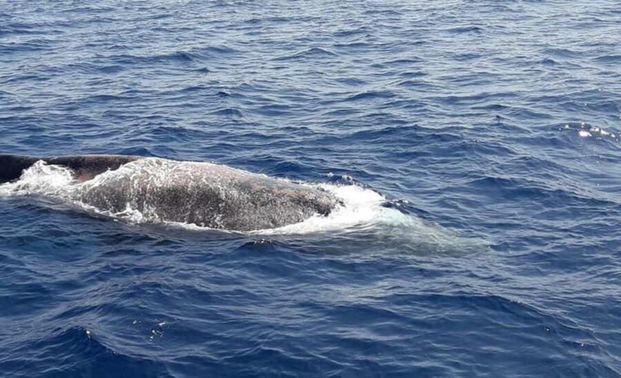 Tenerife: Eco-Yacht Whale and Dolphin Watching and Swimming - Palm-Mar and the Cave of Love