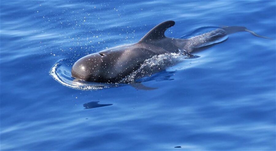 Tenerife: Los Gigantes Whale Watching Cruise by Sail Boat - Why the small group improves the experience