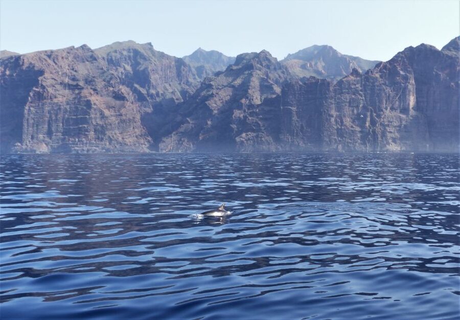Tenerife: Los Gigantes Whale Watching Cruise by Sail Boat - Who will enjoy this cruise most?