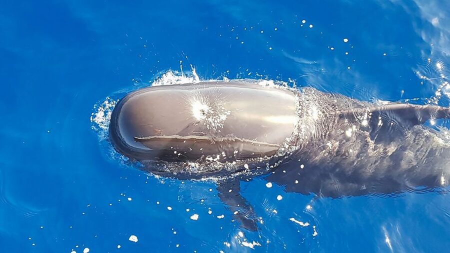 Tenerife: Sailboat Tour Whale Watching Food and Snorkeling - What makes this Tenerife cruise worth considering