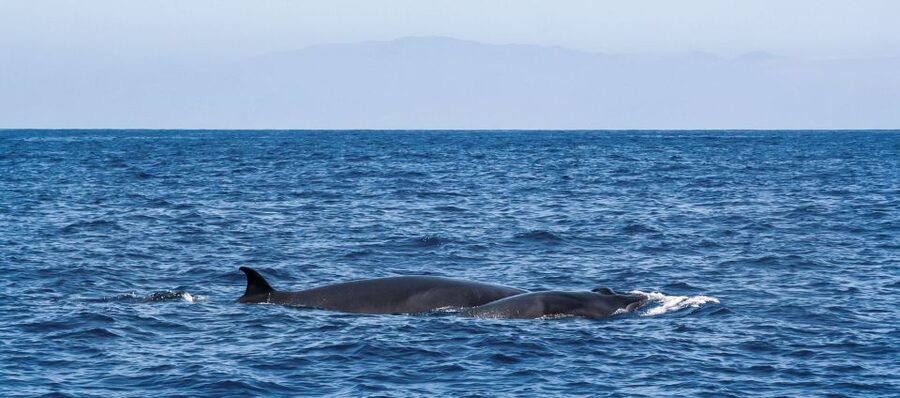 Tenerife: Sailboat Tour Whale Watching Food and Snorkeling - Snorkeling in a sheltered coastal spot