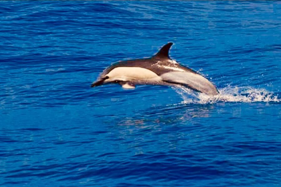 Tenerife: Sailboat Tour Whale Watching Food and Snorkeling - Is $70 a fair price?