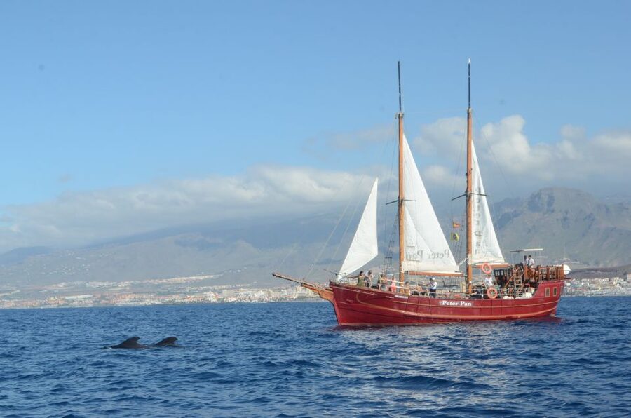 Tenerife: Whale & Dolphin Watching Cruise with Swim Stop - Key points at a glance