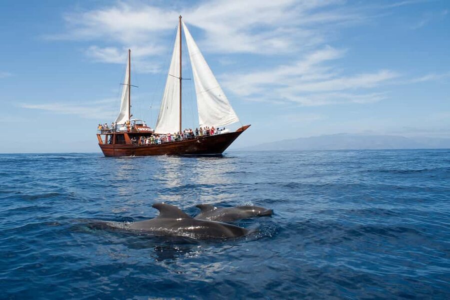 Tenerife: Whale & Dolphin Watching Cruise with Swim Stop - Setting out from Los Cristianos on Peter Pan