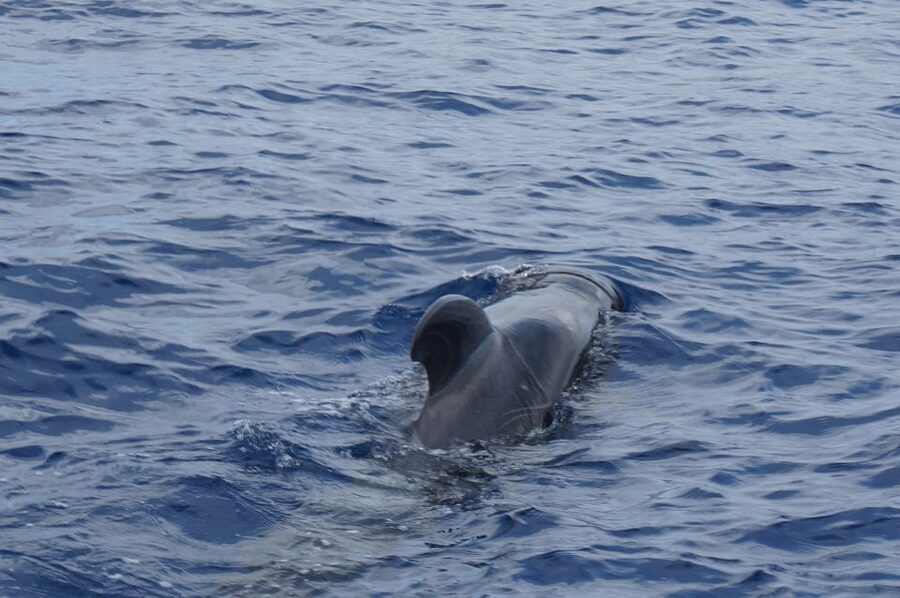 Tenerife: Whale & Dolphin Watching Cruise with Swim Stop - The coastal swim stop lasts only 15 to 20 minutes