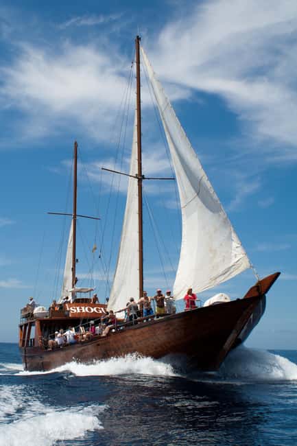 Tenerife: Whale & Dolphin Watching Cruise with Swim Stop - Pickup, timing, and the real length of your day