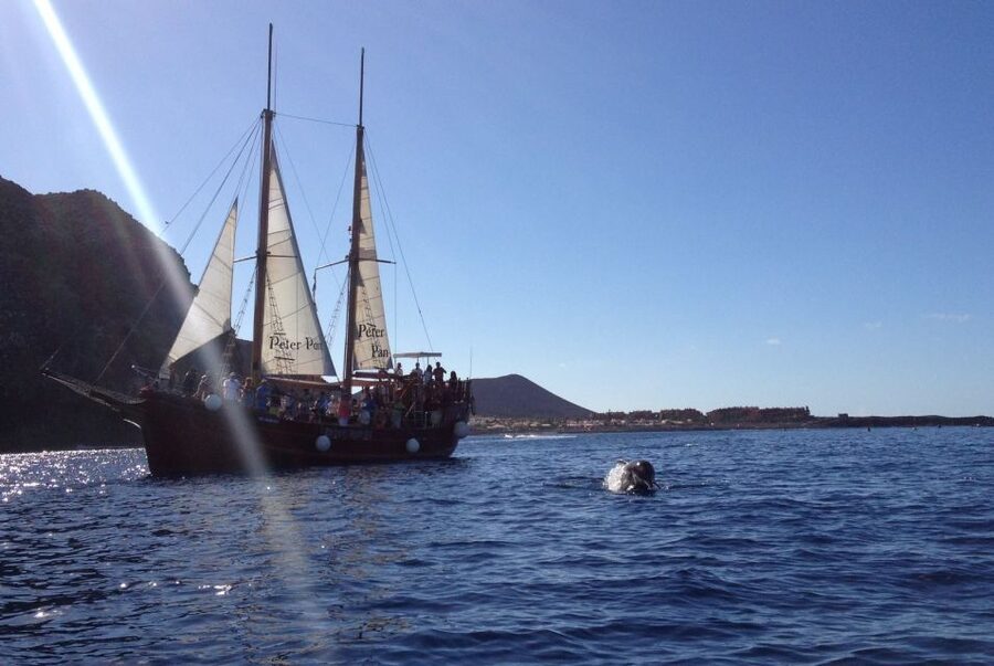 Tenerife: Whale & Dolphin Watching Cruise with Swim Stop - Who will enjoy Peter Pan most