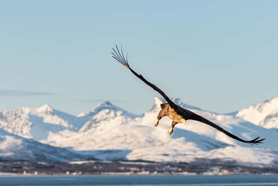 Tromsø: Arctic Fjord Cruise & Fishing Experience - What the $152 price really covers