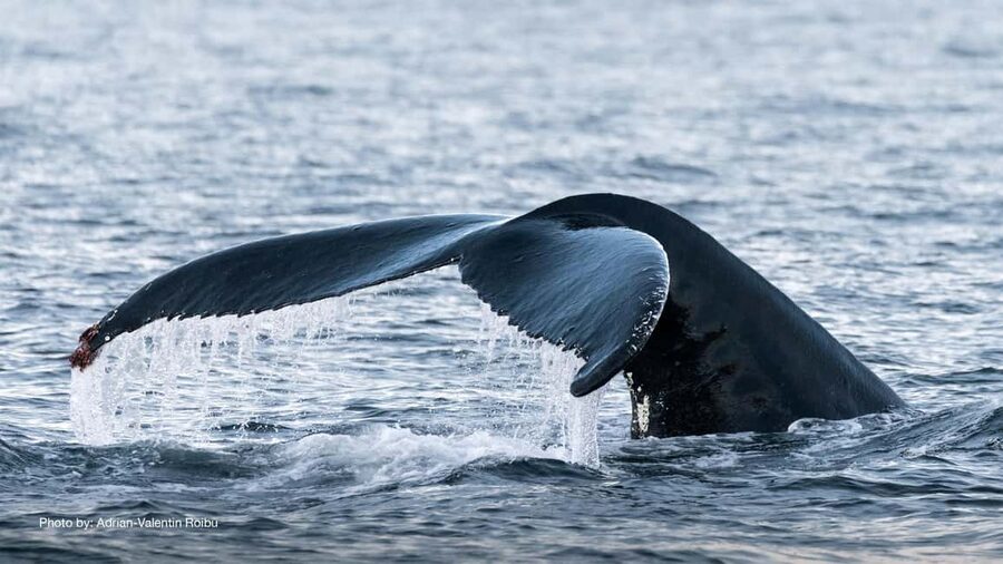Tromsø: Whale Watching Tour by Hybrid-Electric Boat - Key points to know before booking