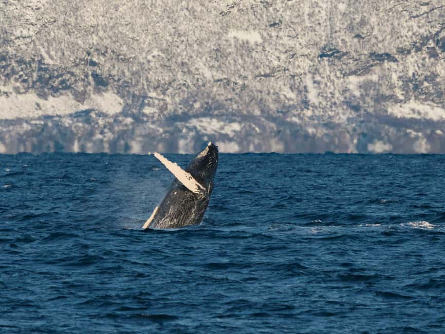 Tromsø: Whale Watching Tour by Hybrid-Electric Boat - From Tromsø harbor to the Arctic fjords