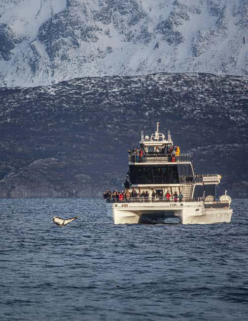 Tromsø: Whale Watching Tour by Hybrid-Electric Boat - The hybrid-electric boat and why it matters