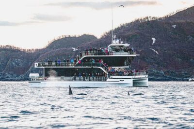 Whale Watching Tour by Hybrid-Electric Boat