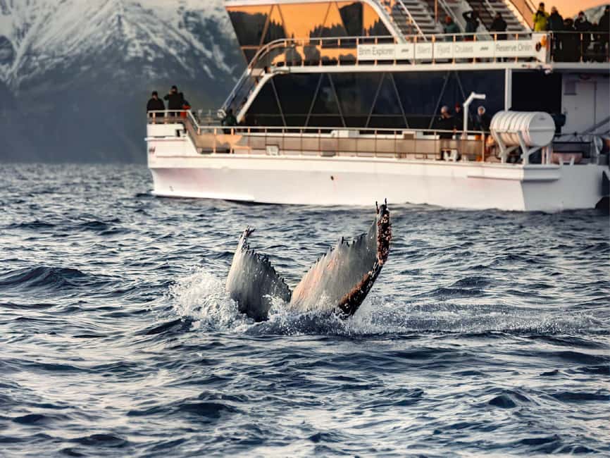 Tromsø: Whale Watching Tour by Hybrid-Electric Boat - Is $195 a fair price?