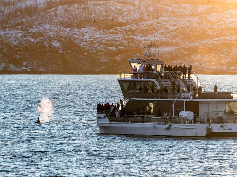 Tromsø: Whale Watching Tour by Hybrid-Electric Boat - Who will enjoy this Tromsø whale tour?