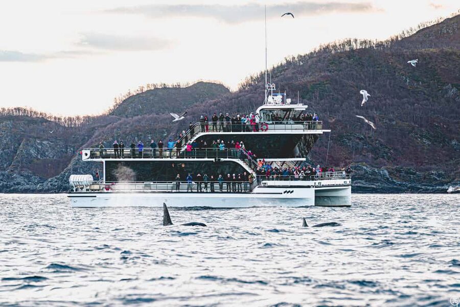 Tromsø: Whale Watching Tour by Hybrid-Electric Boat - What the nine-hour schedule really feels like