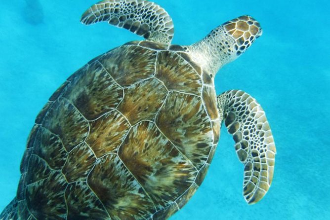 Turtle Cove Catamaran Snorkel and Sail at Little Buck Island STT - Snacks, music, and drinks after the water