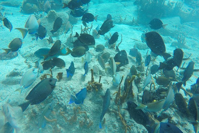 Turtle Cove Catamaran Snorkel and Sail at Little Buck Island STT - Who will enjoy this St. Thomas excursion?
