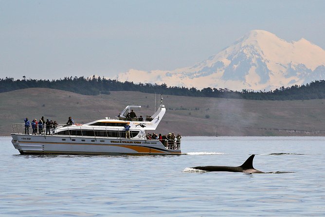 Victoria Whale and Wildlife Cruise - Key things to know before you book