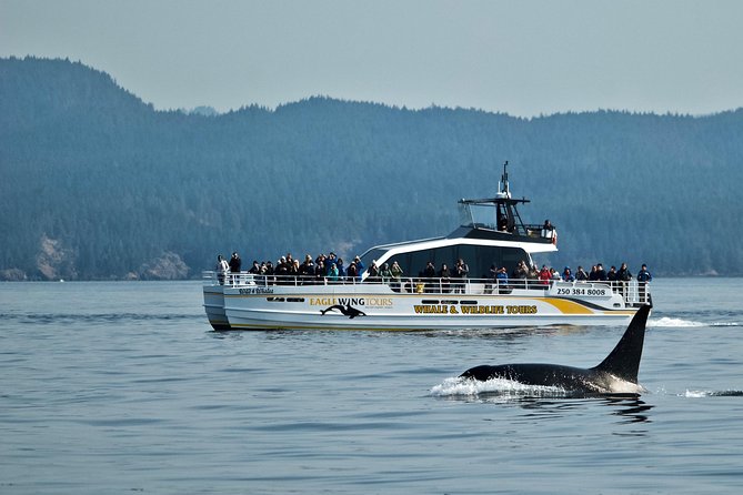 Victoria Whale and Wildlife Cruise - The search begins with more than whales
