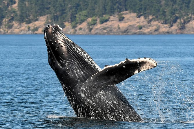 Victoria Whale and Wildlife Cruise - Humpbacks, seals, and the return journey
