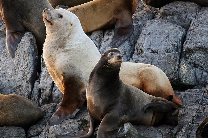 Victoria Whale and Wildlife Cruise - What the guides add to the price