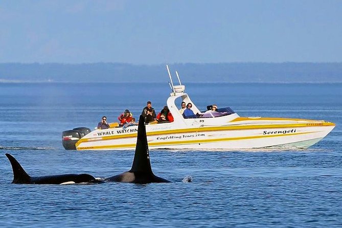Victoria Whale and Wildlife Cruise - Picking the best seat and boat
