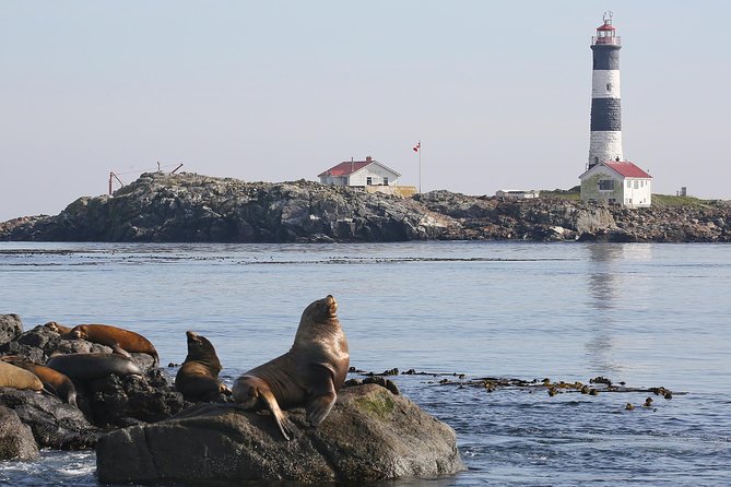 Victoria Whale and Wildlife Cruise - Who will enjoy this three-and-a-half-hour cruise