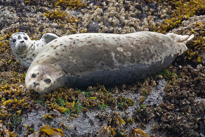 Victoria Whale and Wildlife Cruise - Booking, cancellations, and the whale guarantee