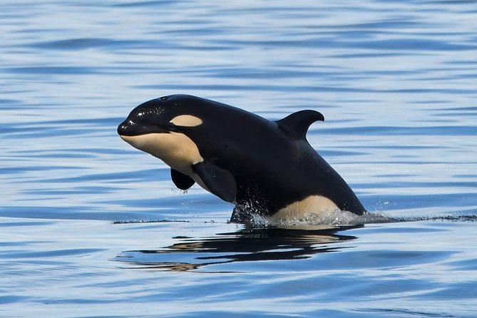 Victoria Whale and Wildlife Cruise - Watching orcas in their family groups