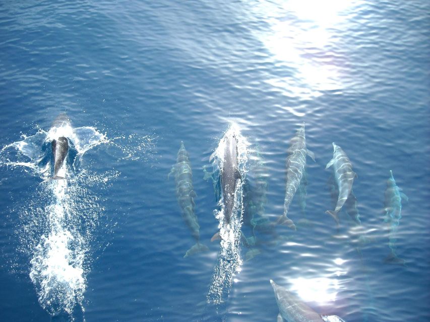 Vrsar: Dolphin Watching Boat Tour including Drinks - Searching the Istrian coast for dolphins