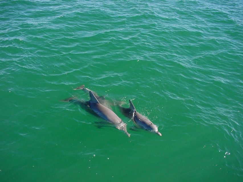 Vrsar: Dolphin Watching Boat Tour including Drinks - The coast and islands from the water