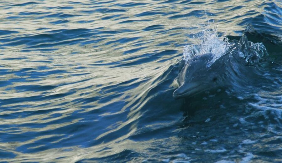 Vrsar: Dolphin Watching Boat Tour including Drinks - Is $29 a fair price for two hours?