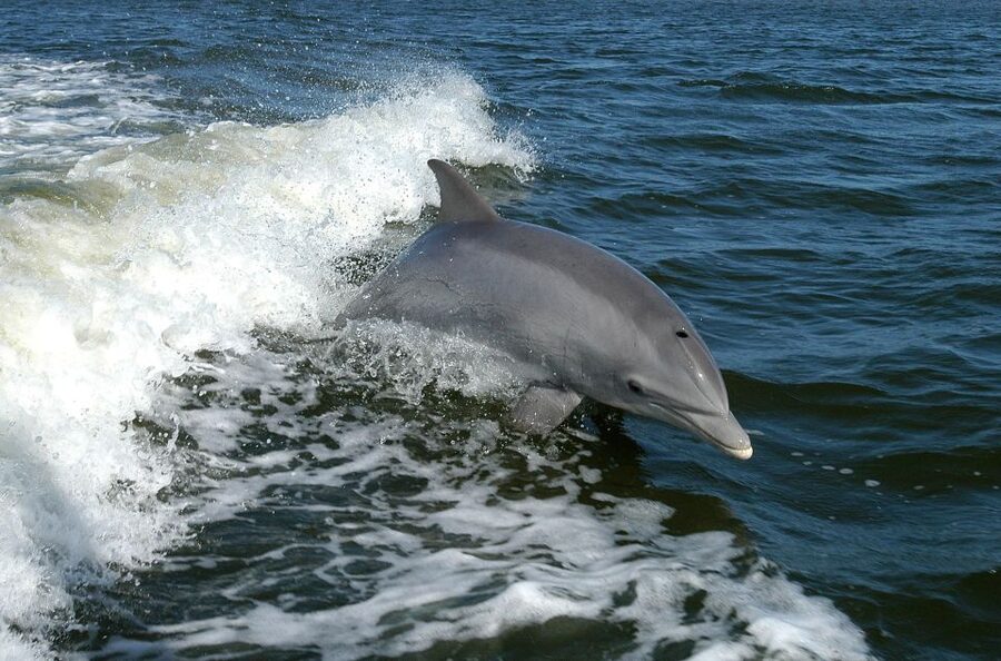 Vrsar: Dolphin Watching Boat Tour including Drinks - How to plan your evening in Vrsar