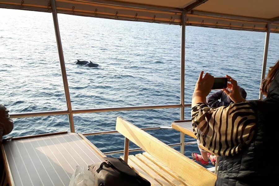Vrsar: Dolphin Watching Boat Tour including Drinks - Sunset views from the Adriatic