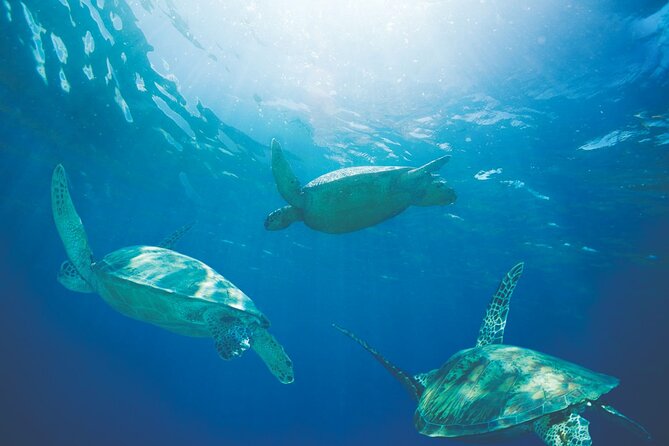Waikiki Catamaran Snorkel Sail with Lunch: Turtles Guaranteed - How crowded is the snorkeling?