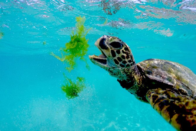 Waikiki Catamaran Snorkel Sail with Lunch: Turtles Guaranteed - Lunch, drinks, and the difference between departures