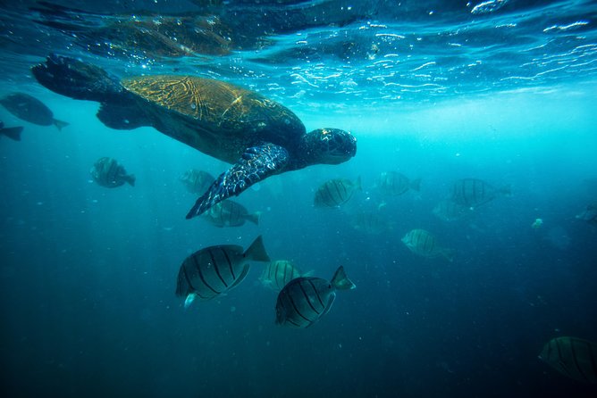 Waikiki Catamaran Snorkel Sail with Lunch: Turtles Guaranteed - Waikiki and Diamond Head from the water