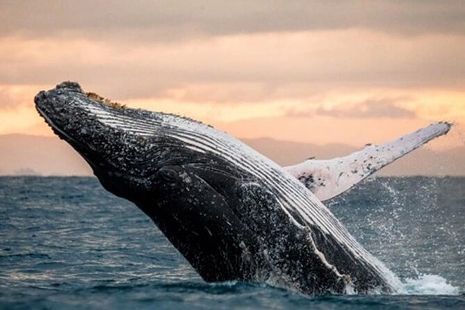 Waikiki Glass Bottom Boat Cruise - Weather, timing, and cancellation details
