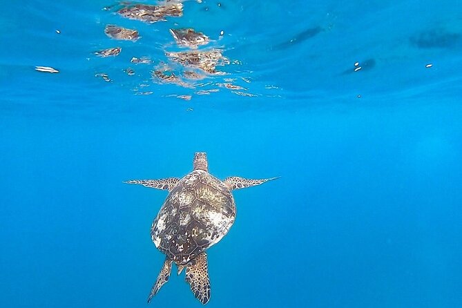 Waikiki Turtle Snorkel and Sail on Hawea Catamaran - Morning or afternoon: choosing your departure