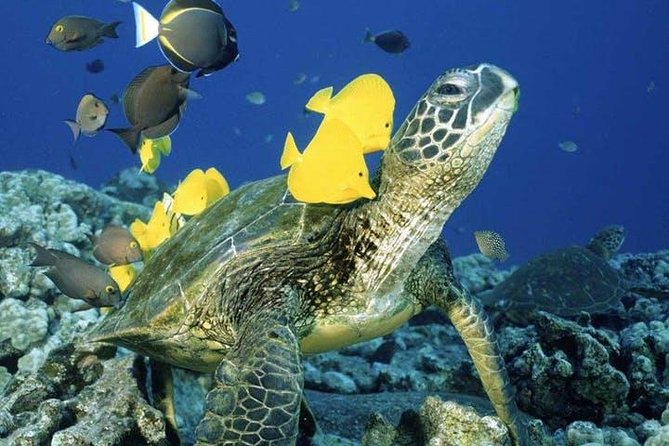Waikiki Turtle Snorkel and Sail on Hawea Catamaran - Turtle Canyon and the search for marine life