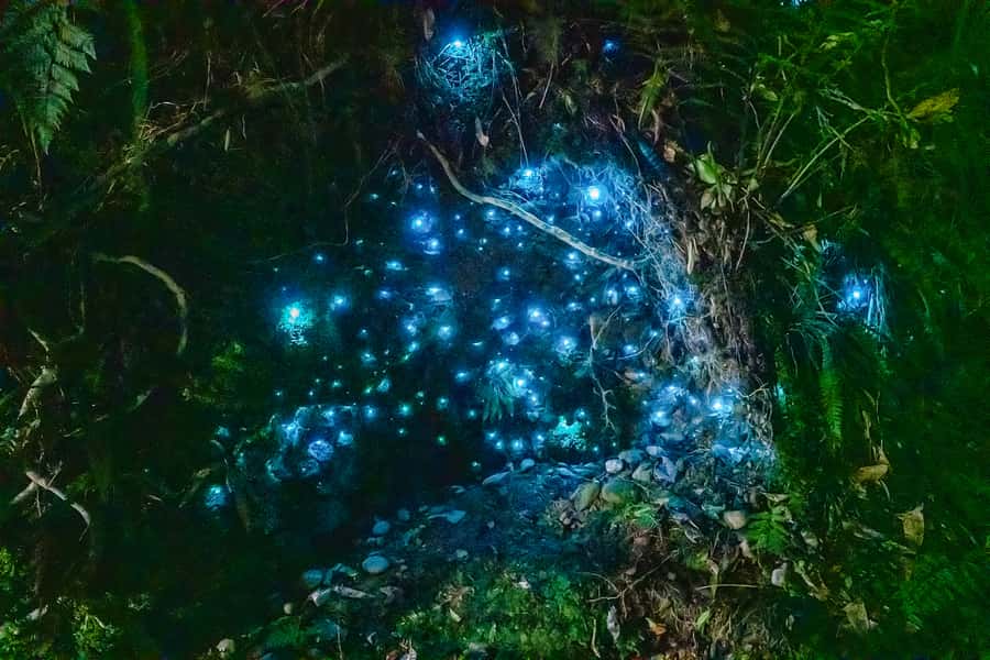 Waitomo: Glowworm Caves Guided Tour by Boat - Why Waitomo’s underground lights are so special