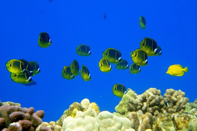 West Maui Snorkeling Experience by Boat from Ka'anapali - Wildlife watching from the boat