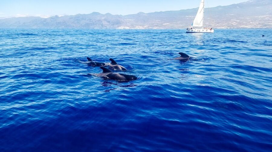 Whale and Dolphin Watching Sailing Tour – Los Gigantes (3H) - Key points at a glance