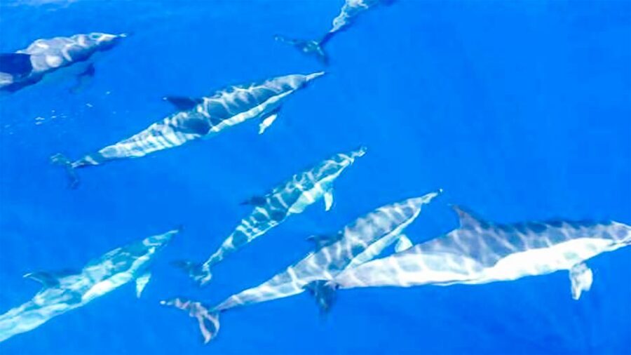 Whale and Dolphin Watching Sailing Tour – Los Gigantes (3H) - Setting out from Los Gigantes