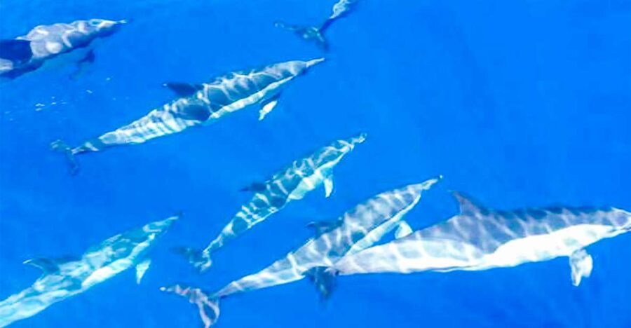 Whale and Dolphin Watching Sailing Tour – Los Gigantes (3H) - Seeing Los Gigantes from the water