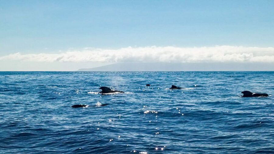 Whale and Dolphin Watching Sailing Tour – Los Gigantes (3H) - Cold tapas, fruit, and drinks on board