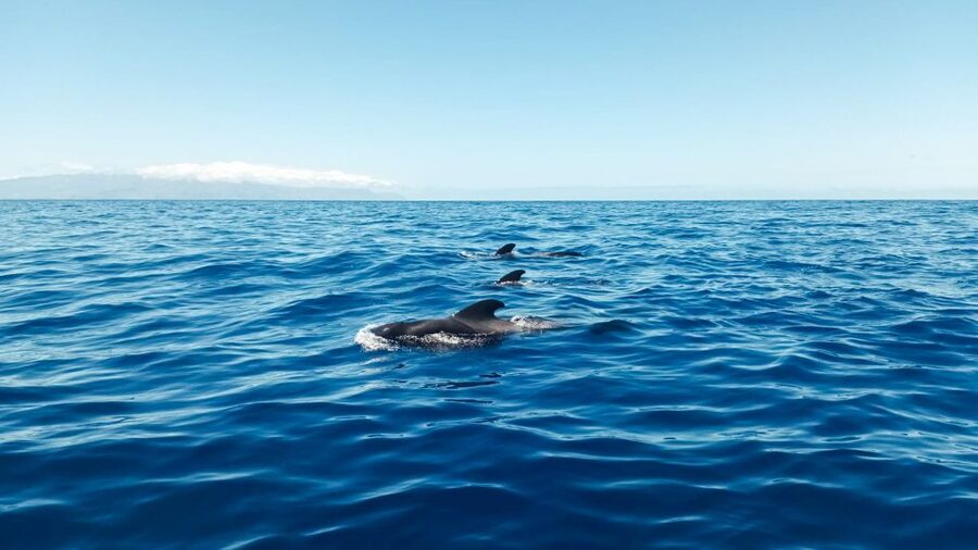 Whale and Dolphin Watching Sailing Tour – Los Gigantes (3H) - Searching for whales and dolphins in the Teno-Rasca Marine Reserve