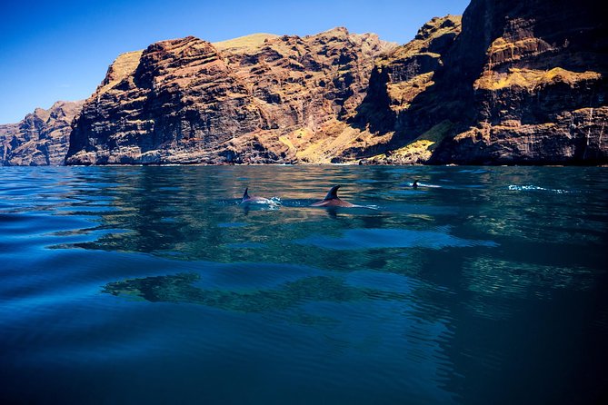 Whale watching and listening Eco-Catamaran Tour with Food Tasting - Sandwiches, beer, and the value of the fare