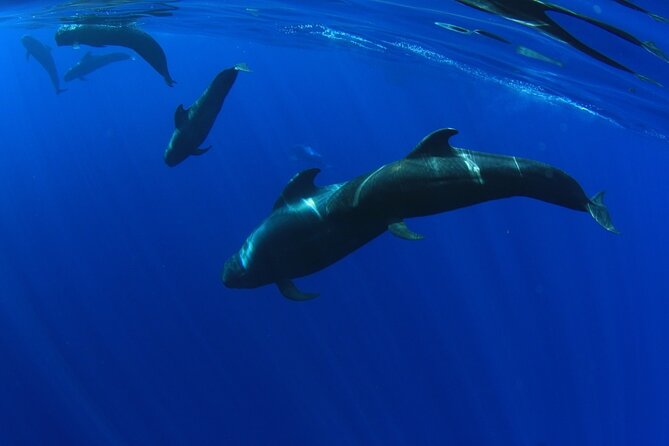 Whale watching and listening Eco-Catamaran Tour with Food Tasting - How to get the best place aboard